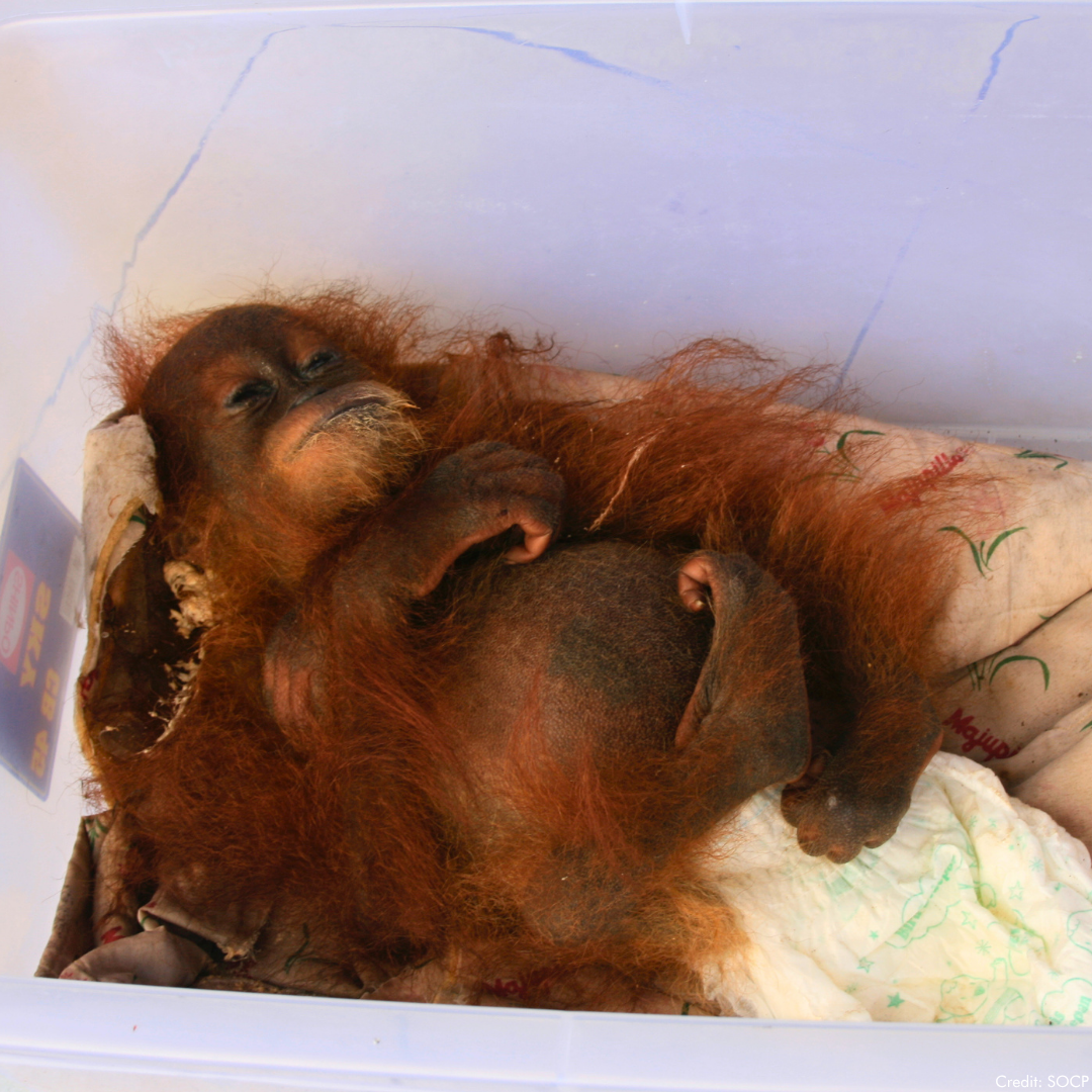 A rescued baby orangutan in a plastic box on a blanket