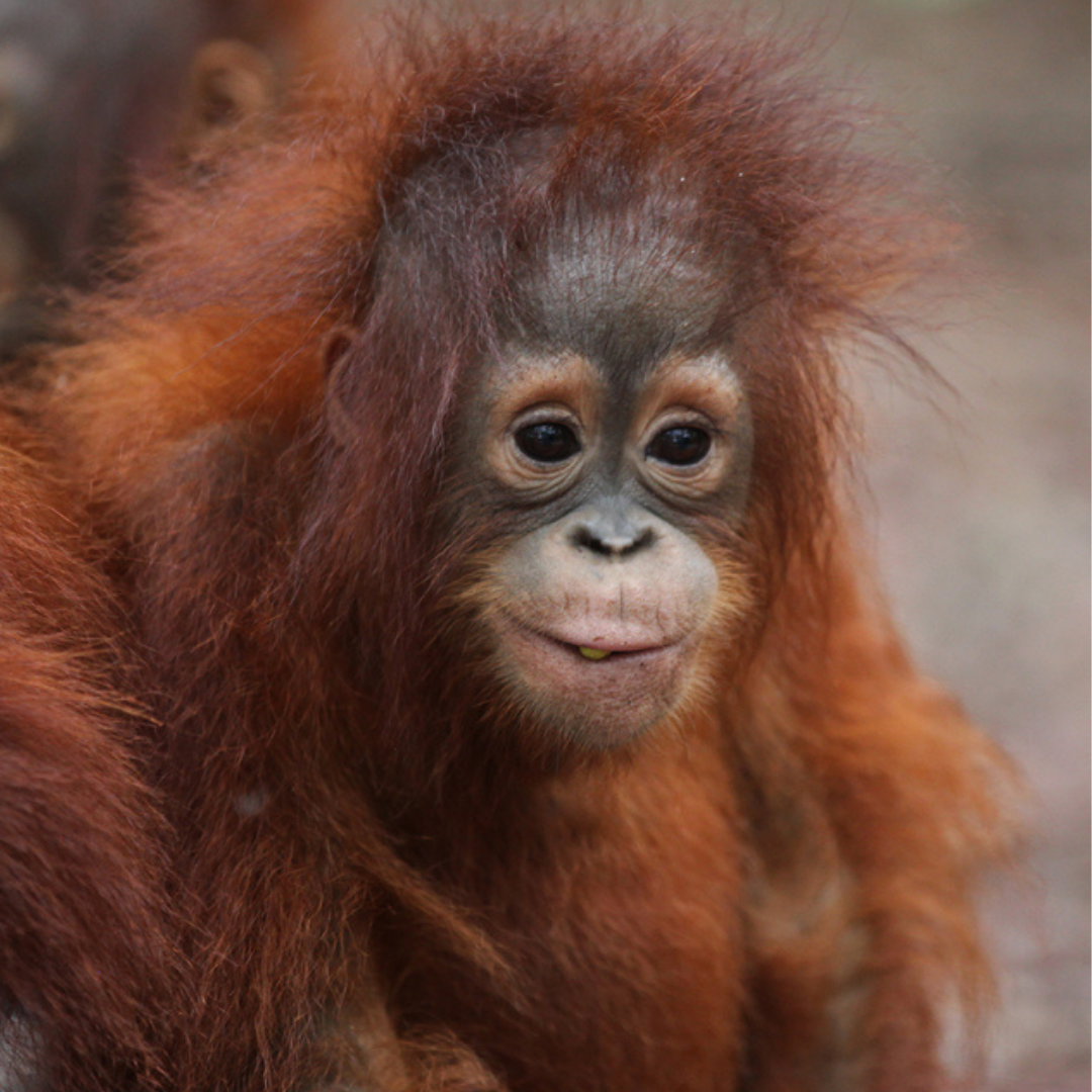 A baby orangutan