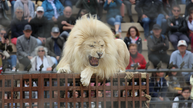Lion in a show at Puy de Fou, France