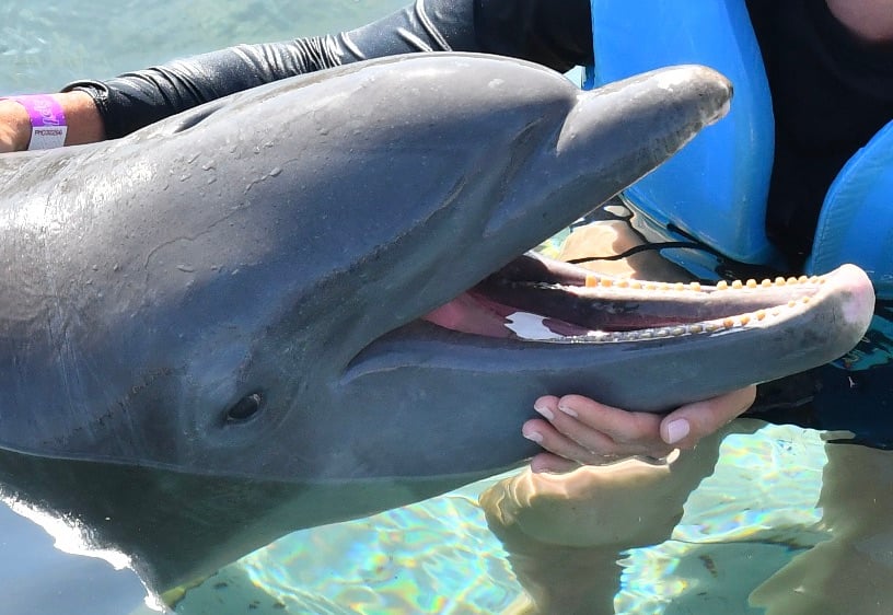 Photo showing a dolphin with teeth are worn down and one tooth missing.