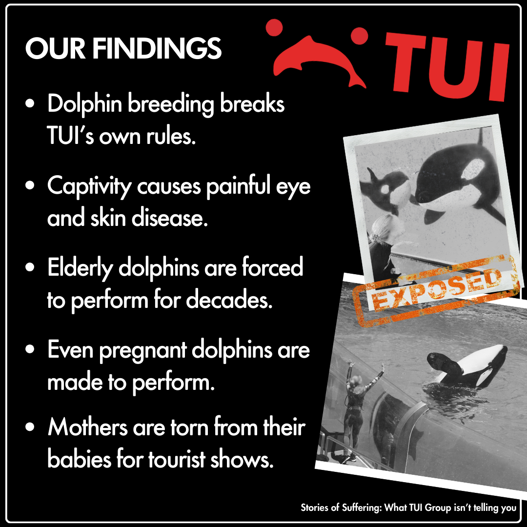 Findings from World Animal Protection's report on TUI