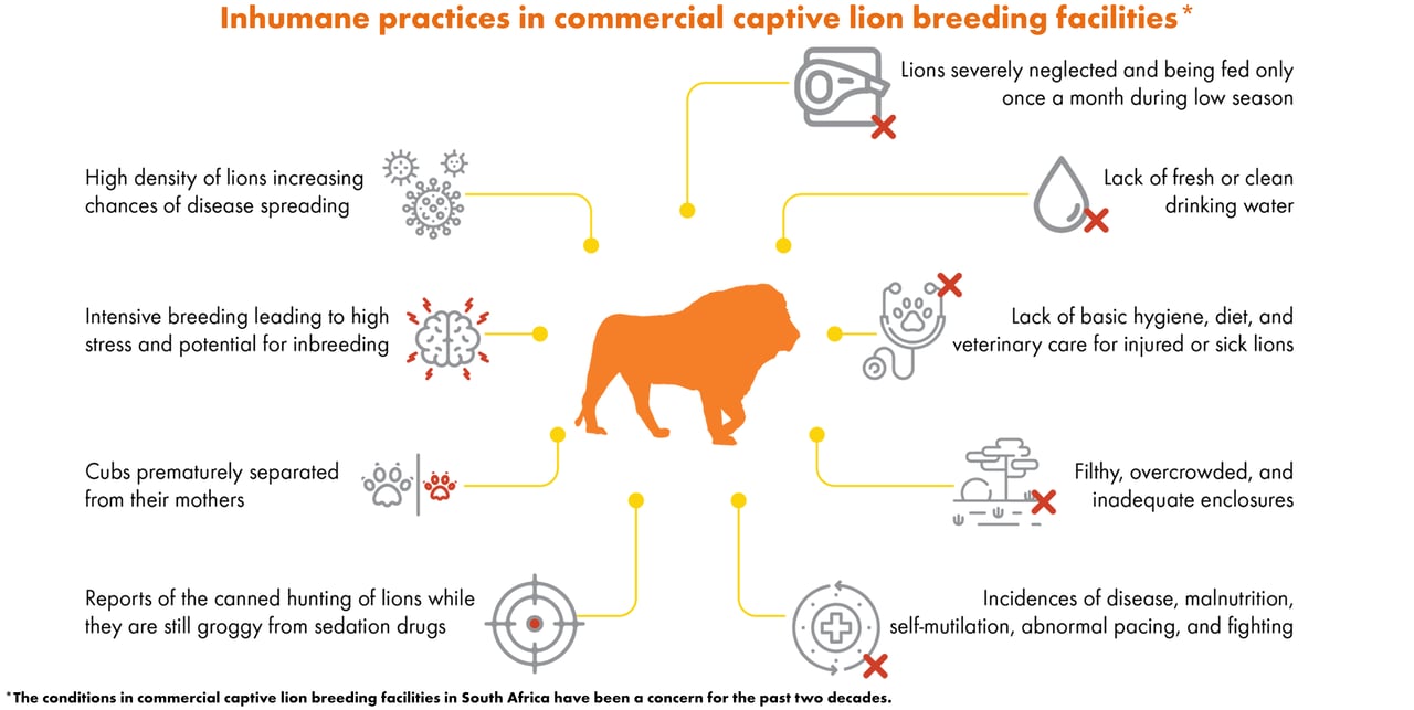 Infographic of inhumane lion breeding practices