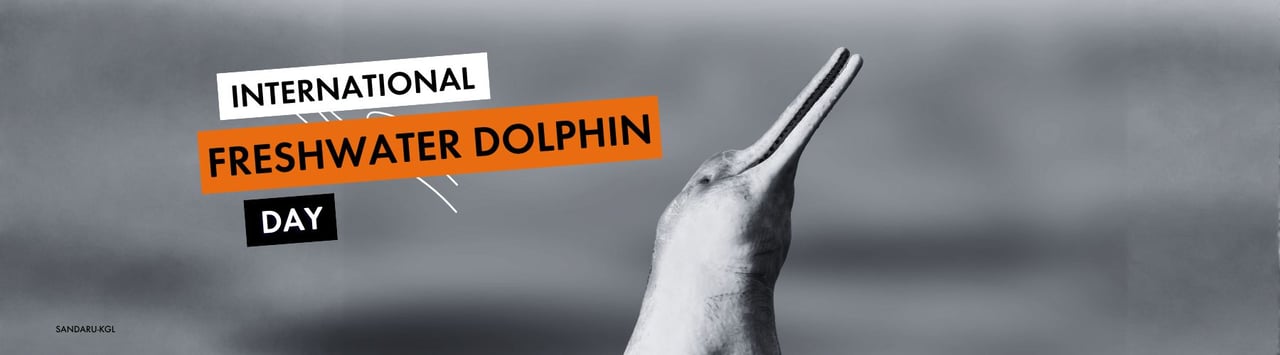 An Amazon River Dolphin (Inia geoffrensis), also known as the pink river dolphin or boto, surfacing in the murky waters of the Amazon River. Native to the Amazon and Orinoco river basins. Image credit: SANDARU-KGL / Shutterstock