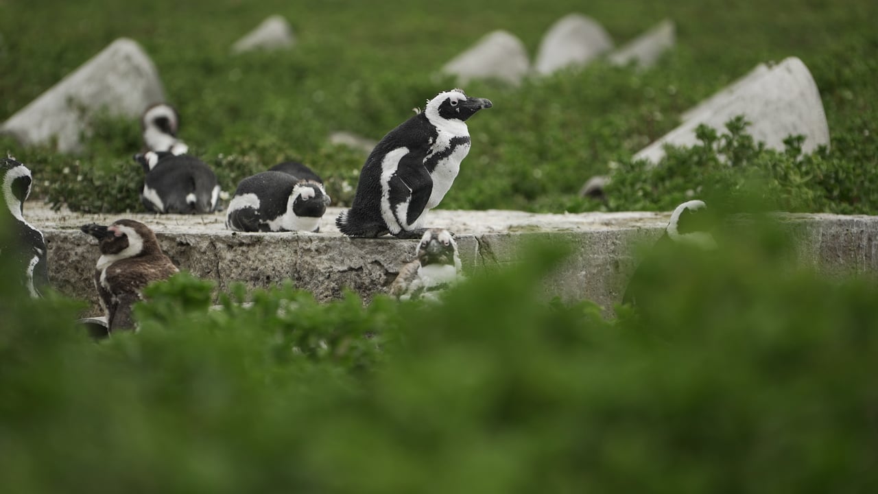 South Africa penguins free in their habitat.