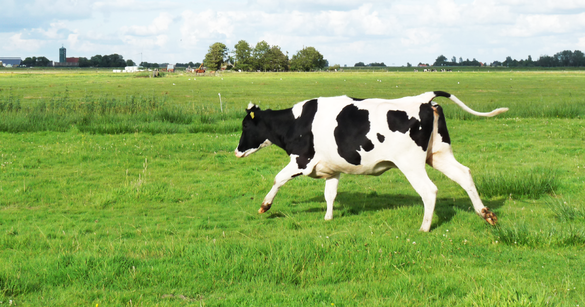 Holstein cattle at a free choice dairy farm, Netherlands