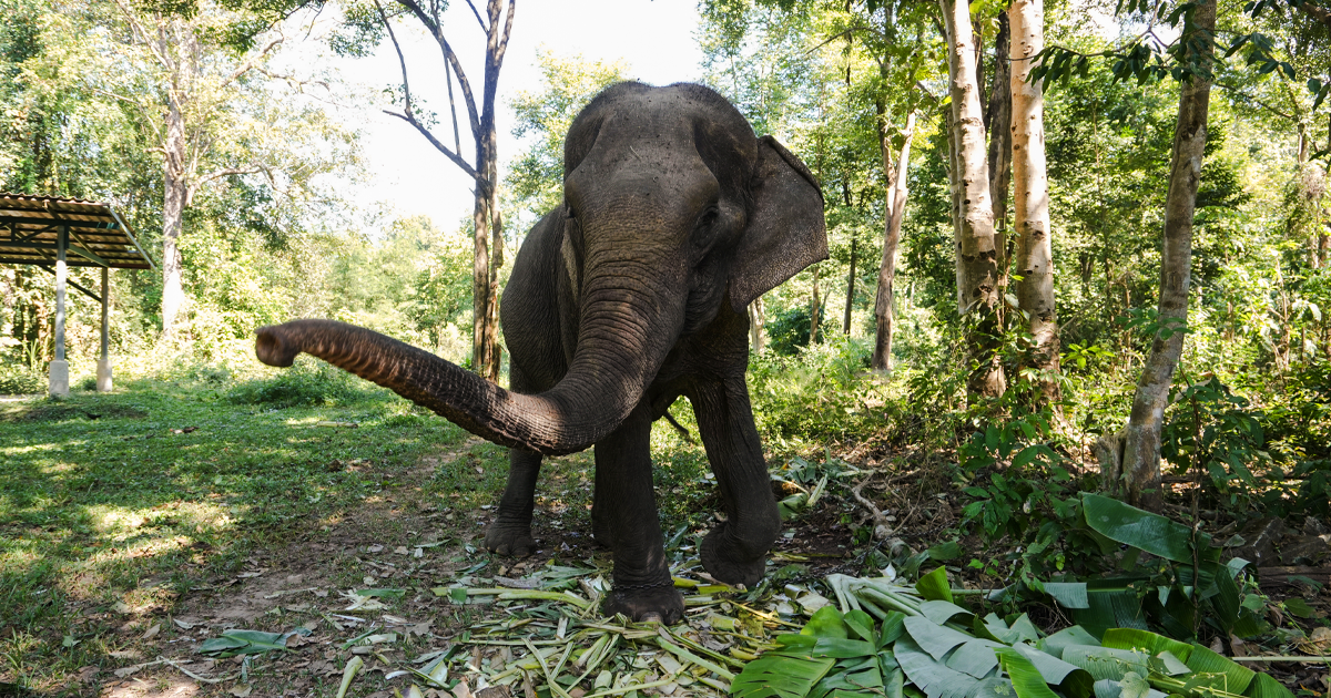 Boonlai the Elephant at SES, Thailand
