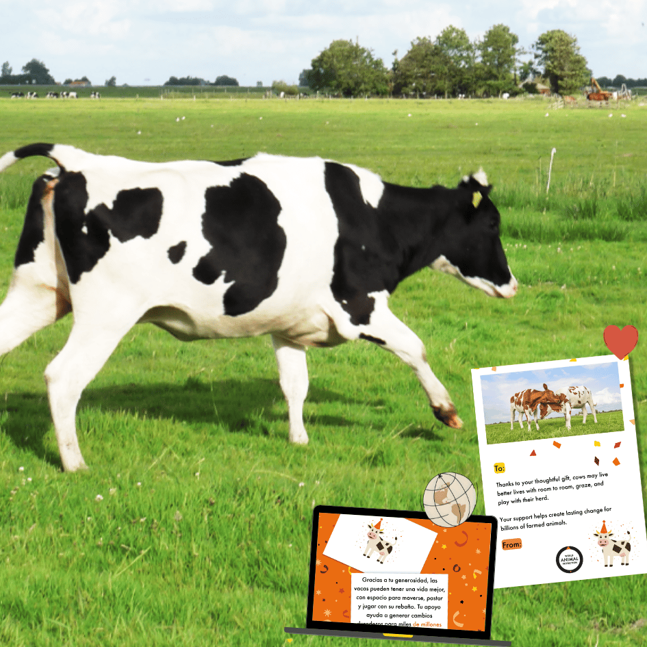 Holstein cattle at a dairy farm in the Netherlands where cows have ‘free choice’ of when and what they want to do.