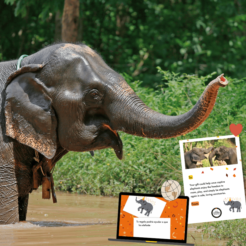 Right: A happy resident of enjoying life at her ethical sanctuary and World Animal Protection's elephant ecard