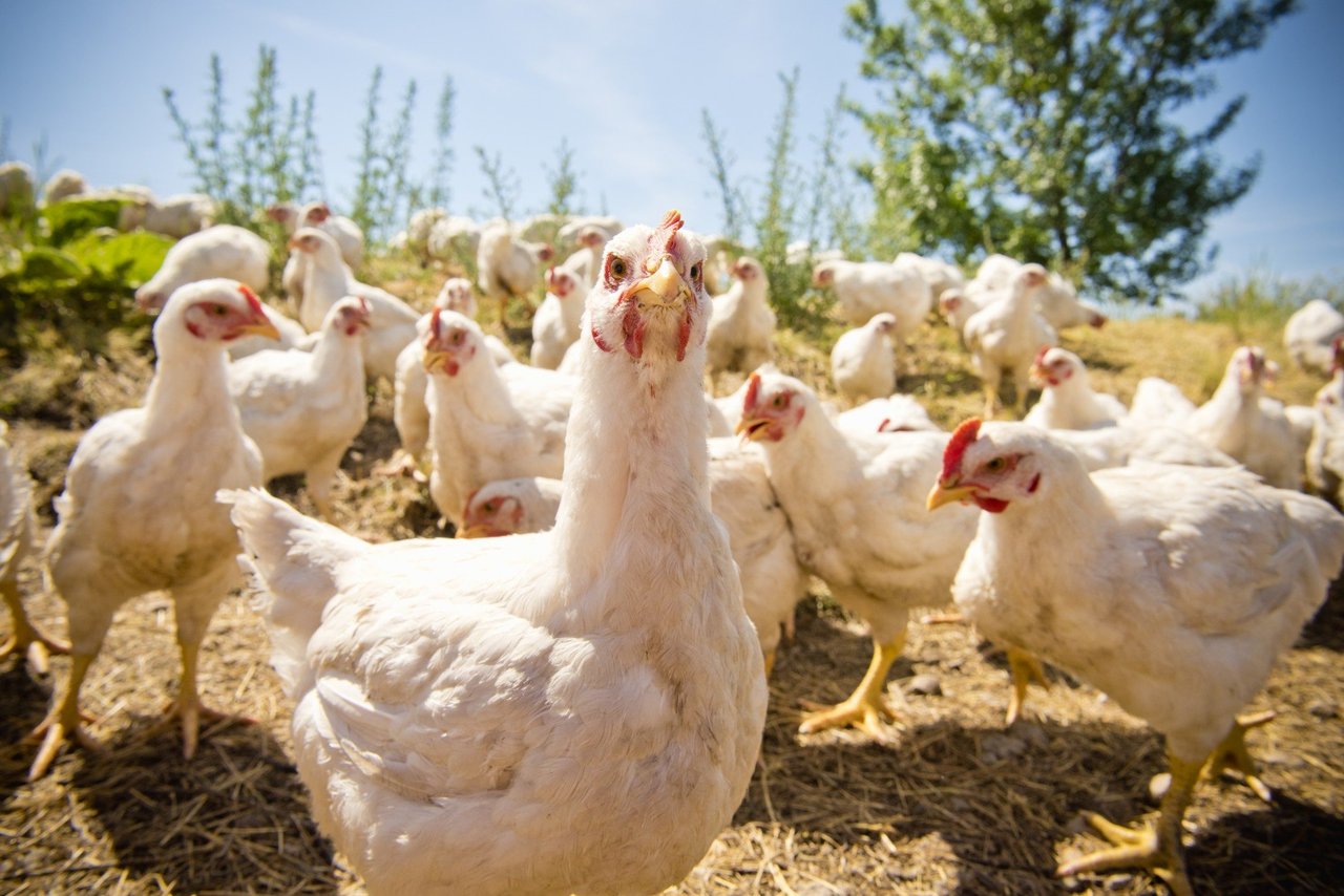 White Chickens Outside