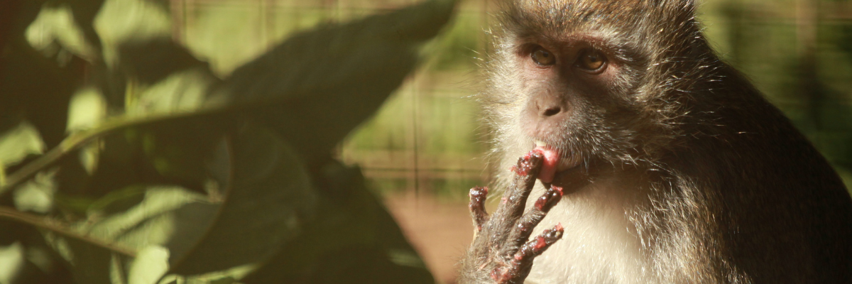 A Macaque Monkey is licking it's fingers after having something to eat