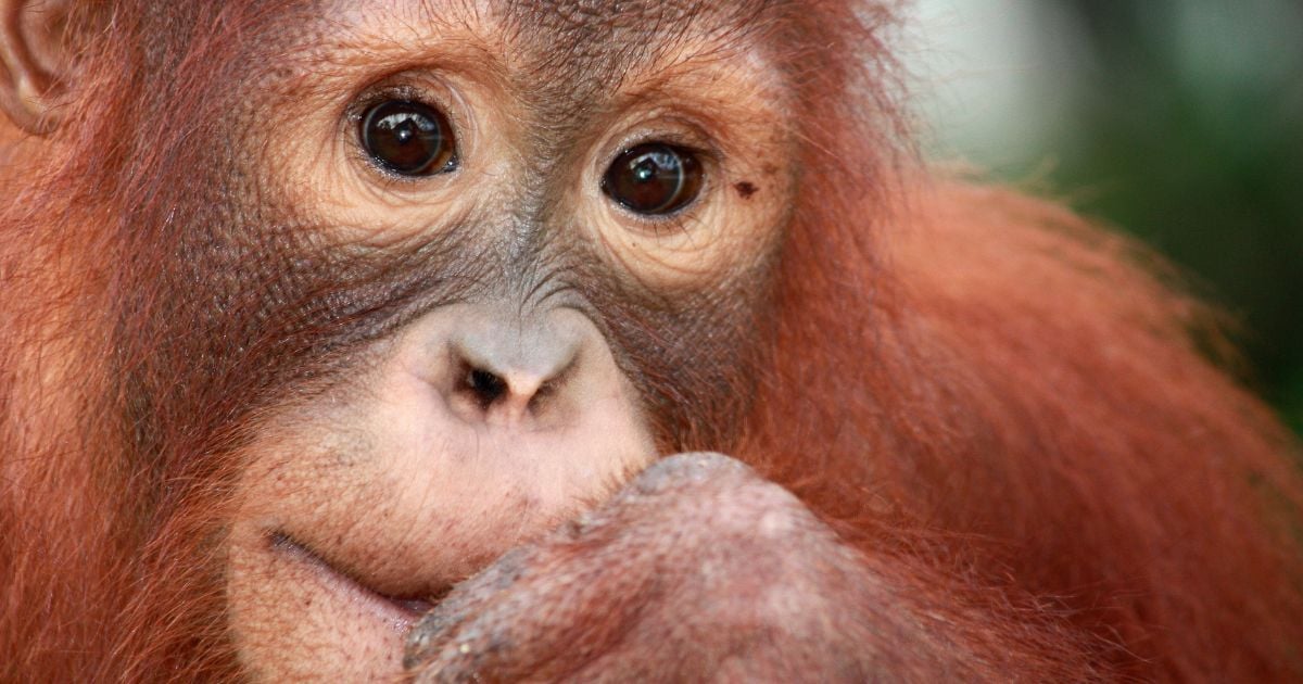 A juvenile orangutan at Nyaru Menteng Rescue and Rehabilitation Centre run by the Borneo Orangutan Survival Foundation (BOS).