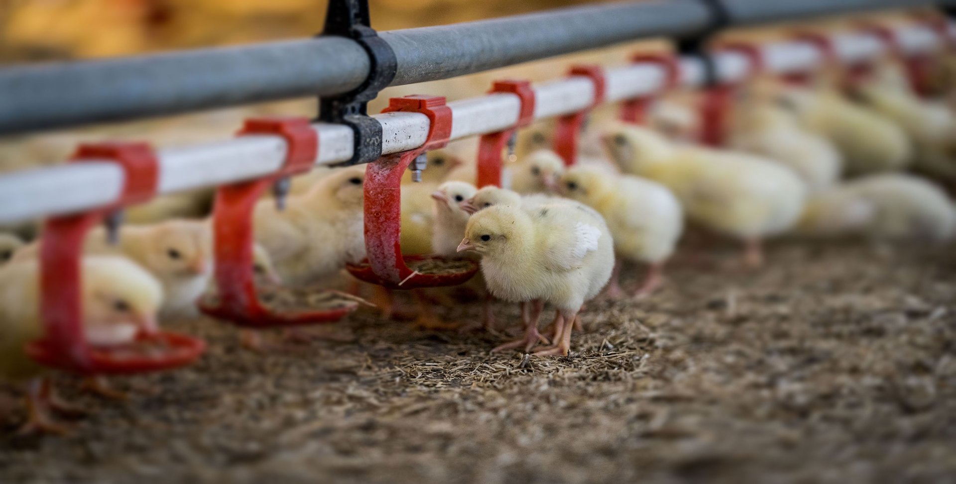 High welfare chicken farm. Credit: Valerie Kuypers