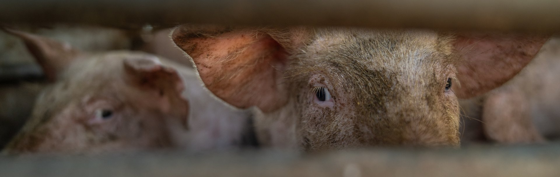 Pigs for slaughter