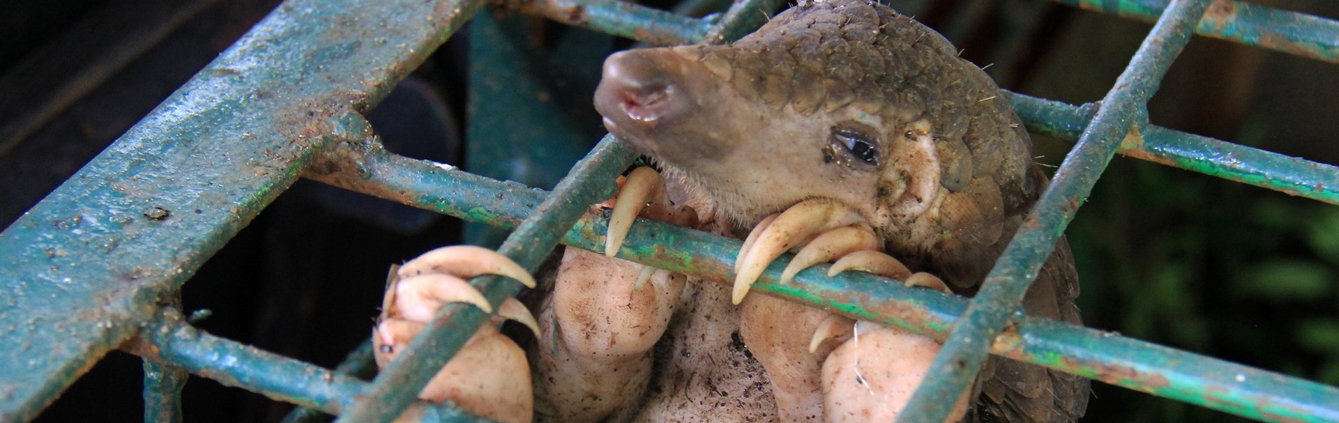 Rescued pangolin. Credit: Shutterstock / Arief Budi Kusuma