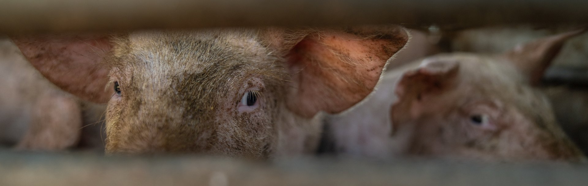 Piglet on transport truck just arrived at a pig fattening farm