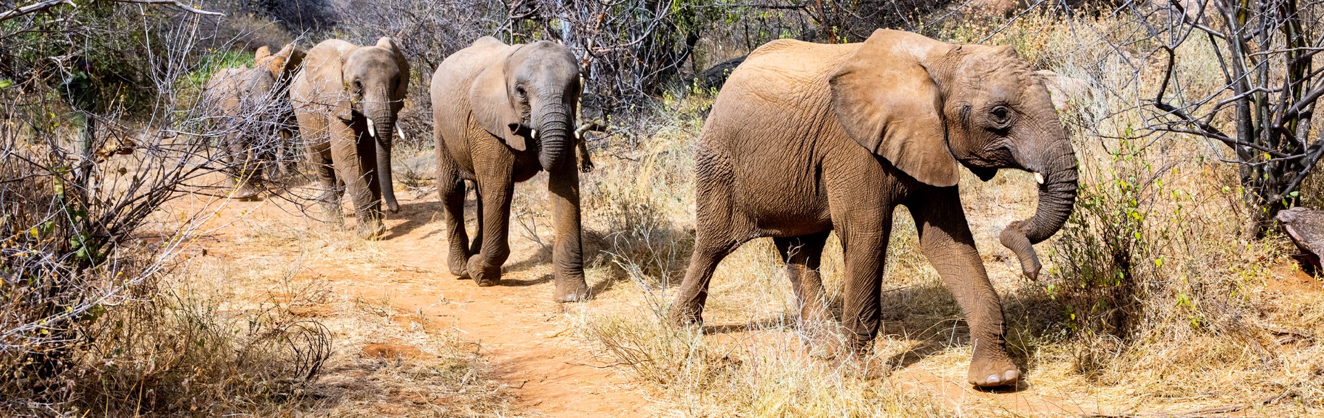 Rescued elephants at Reteti Elephant Sanctuary