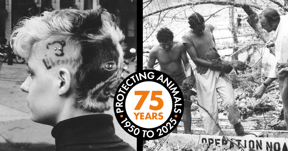 World Animal Protection Global Impact Report 2025