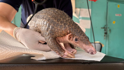 Peter a Sunda pangolin rescued by JAAN receiving a medical check