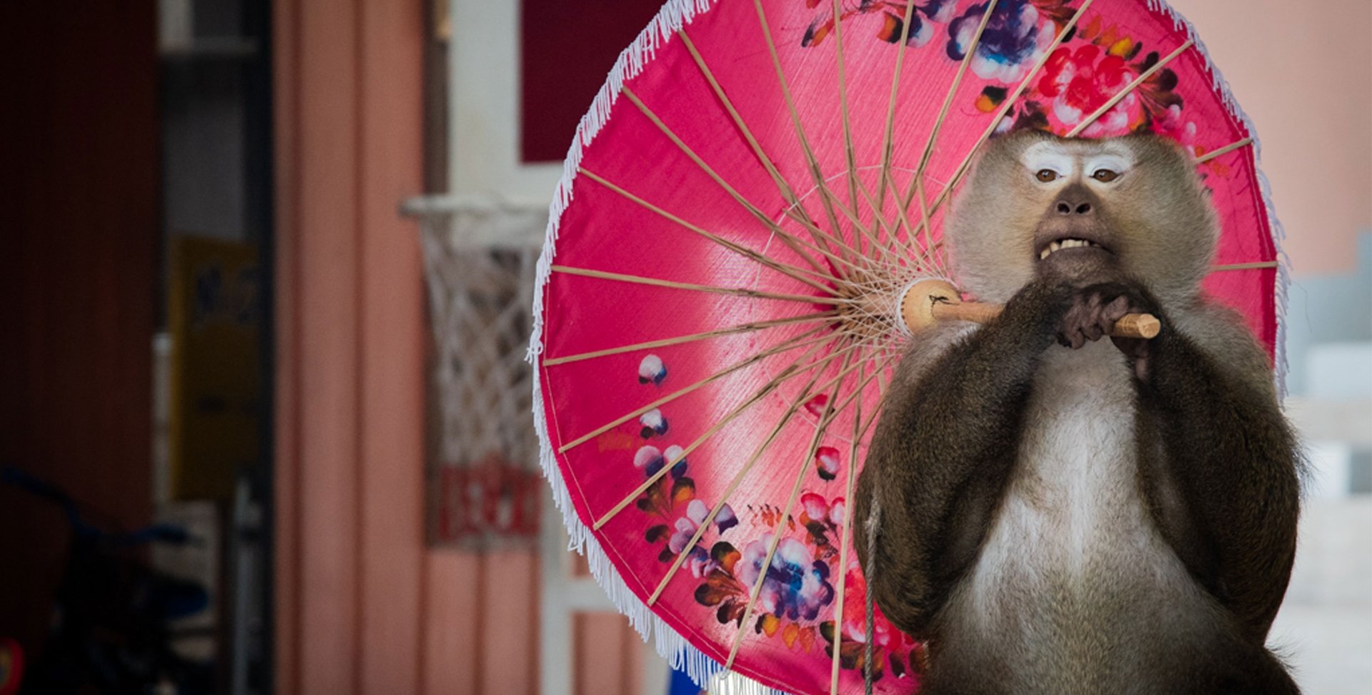 Macaque monkey performs at Phuket Zoo Thialand
