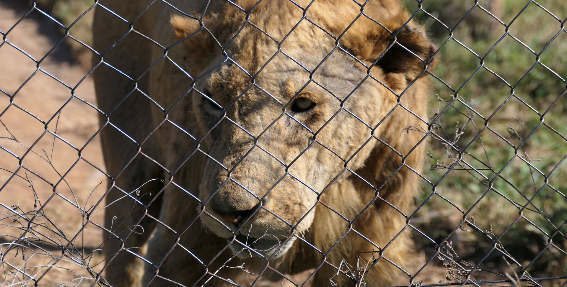 Commercially bred captive lion at poor quality facility
