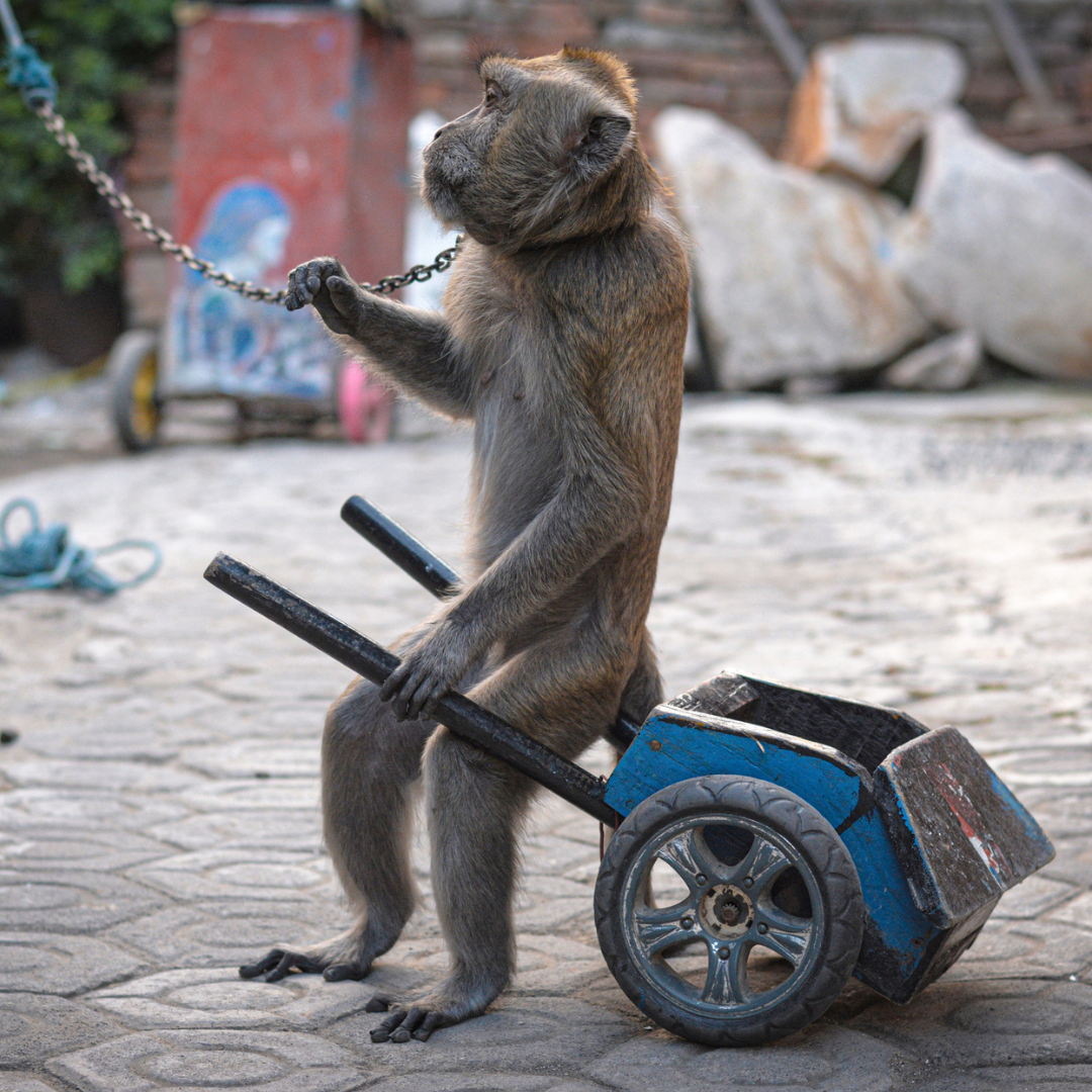 An Indonesian monkey who is forced to perform with a wheelbarrow holds onto the chain around their neck
