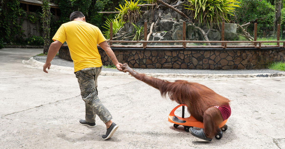 Orangutan used for selfies (Avilon, Philippines)