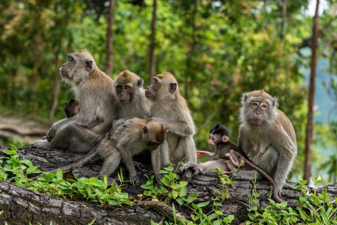 A family of Macaque monkeys are sat on a log in a forest.