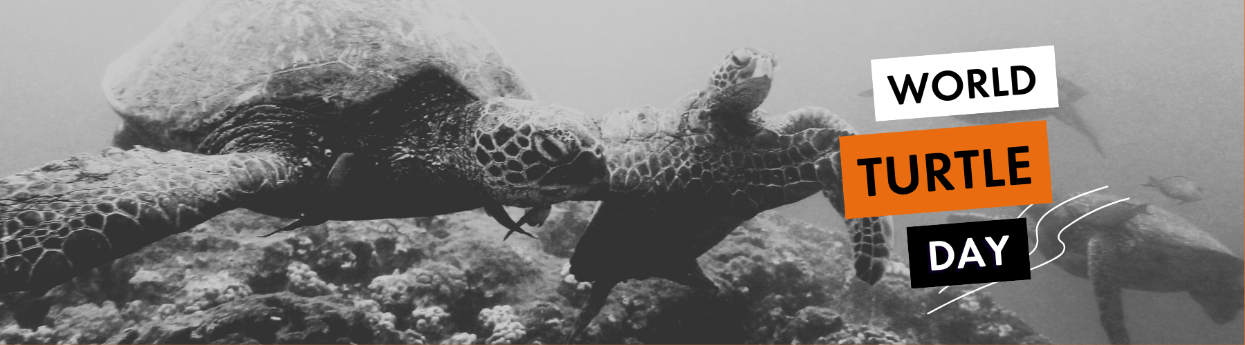 World Turtle Day