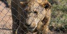 Commercially bred captive lion at poor quality facility