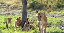 A wild African lion and her cubs at the Mara Masaai Reservation, Kenya.