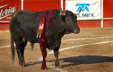 Cruelty of 'running with the bulls' exposed