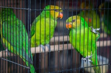 Caged birds for sale at the Denpasar Bird Market (Pasar Burung) in Bali