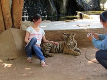 Lady with tiger at tiger temple