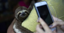 Sloths and selfie is cruel