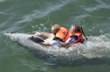 10 year-old girl attacked by dolphins - the dangers of wild animal interactions