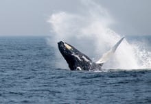 A humpback whale breaching off the coast of Massachusetts, US