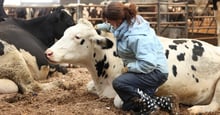 World Animal Protection's science team carried out research at Bolton Park Farm, to assess sentience in dairy cattle.