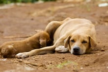 Dogs lying down together in Sierra Leone - Better lives for dogs - World Animal Protection