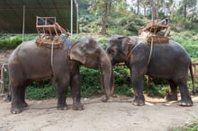 Elephants at tourist attraction with saddles on their backs - Wildlife. Not entertainers - World Animal Protection