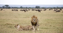 Lions in a national park in Tanzania, with wildebeest in the background.