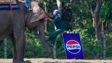 The Chitwan Elephant Festival, a man pulls himself onto an elephant by their ears