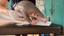 Pangolin being checked over during rescue