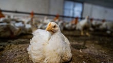 This broiler farm in Thailand is typical of large-scale chicken farms that supply broiler chickens to restaurants and to corporate supermarket chains for local and international distribution. The farm has two rearing sheds at this location with approximately 22,000 30-day-old juvenile chickens per shed. The chicks are raised with continuous artificial lights kept on for up to 24 hours a day and with fans running to maintain a temperature of approximately 25 degrees Celsius (77 degrees Fahrenheit). This combination of lighting and temperature stimulates the birds to eat and drink continuously.  During the first 10 days on the farm, the chicks receive a vaccine from their drinking water to prevent disease. They are then constantly fed to increase their body weight until they reach a market weight of 1.8 to 2.2 kgs, usually within 30 days. On these industrial chicken farms,  this rapid weight gain often leads to chicks having weak legs and experiencing difficulty walking. Approximately eight to twelve hours before the chickens are slaughtered, the farm stops feeding them: This reduces the contents in their digestive tracts and minimizes contamination of their carcasses and of slaughterhouse equipment.   According to the farmer, the farm must keep the chicken mortality rate below three percent to meet the standards of the company that supplies the chicks. The farmer says that the farm finds three to four dead chickens each day. Dead birds found on the farm will be disposed of either by incineration or by boiling the bodies and feeding them to farmed catfish.