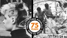 World Animal Protection Global Impact Report 2025