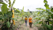 Transformed Elephant sanctuary based in Wang Thong District, Phitsanulok Province. Credit: World Animal Protection