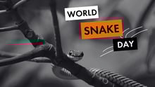 Snake in tree looking at camera