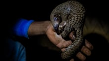 A poached pangolin in Northern India