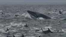 Bryde's Whale, Common dolphins and cape gannets at Algoa Bay, South Africa Whale Heritage Area. Image credit by: WCA / Lloyd Edwards / Raggy Charters.