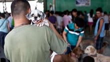 Man with two dogs he brought to be vaccinated in Kenya - World Animal Protection