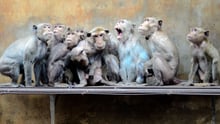 Captive monkeys look in horror at something above them as they sit chained